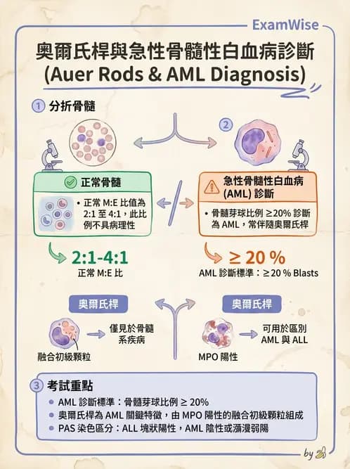 醫檢師 - 急性白血病 - AI 圖文解析預覽