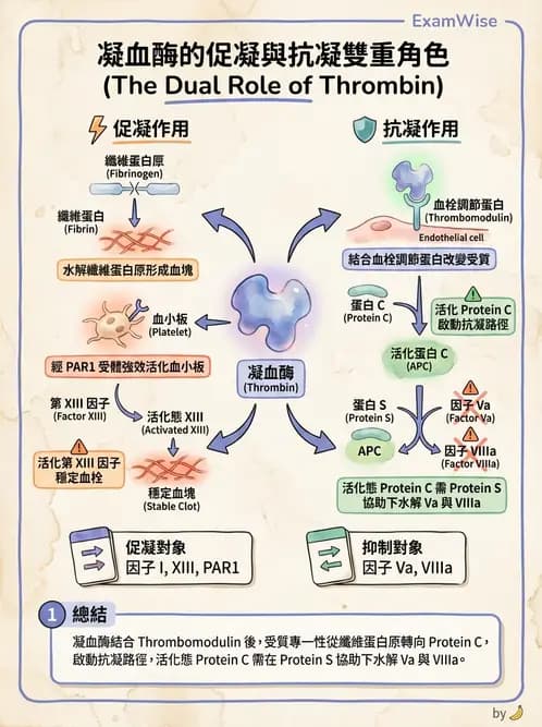 醫檢師 - 凝血因子與凝血檢驗 - AI 圖文解析預覽