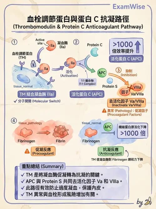 醫檢師 - 凝血因子與凝血檢驗 - AI 圖文解析預覽