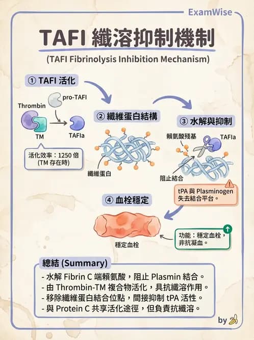 醫檢師 - 凝血因子與凝血檢驗 - AI 圖文解析預覽