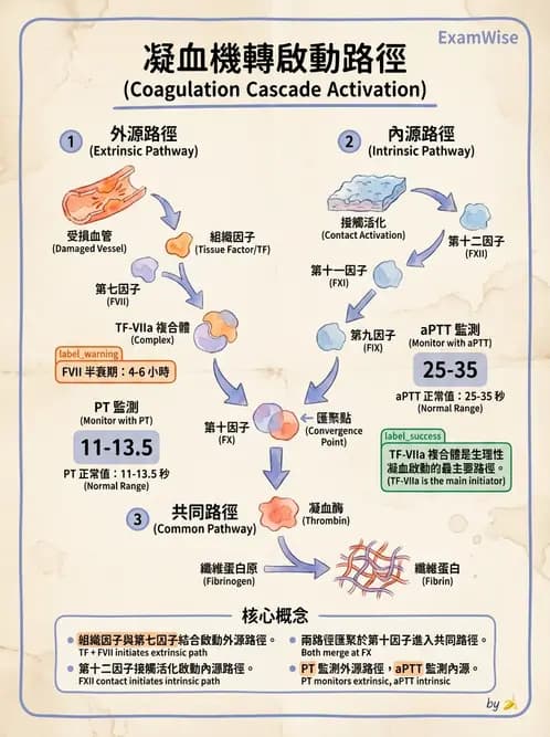 醫檢師 - 凝血因子與凝血檢驗 - AI 圖文解析預覽
