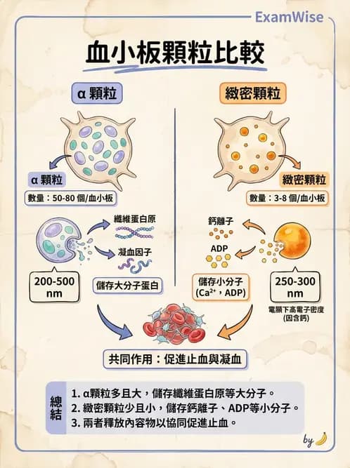 醫檢師 - 血小板與止血生理 - AI 圖文解析預覽