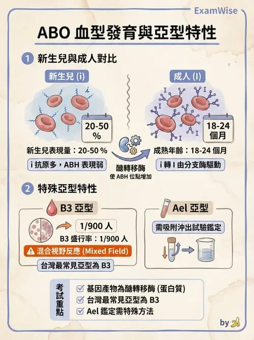 醫檢師 - 紅血球抗原與血型系統 - AI 圖文解析預覽