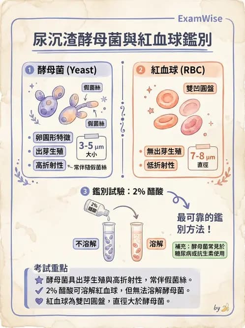 醫檢師 - 尿沉渣鏡檢與物理檢查 - AI 圖文解析預覽