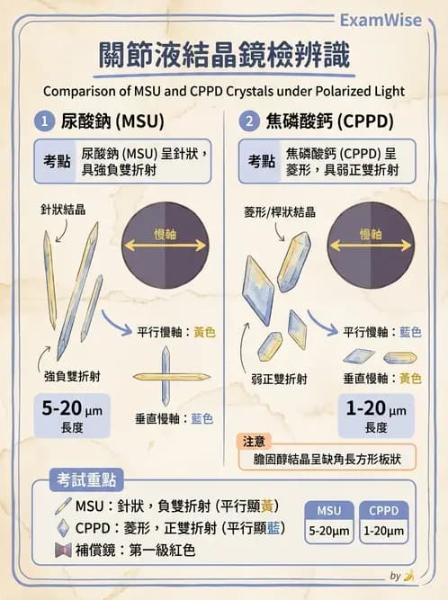 醫檢師 - 滑膜液檢查 - AI 圖文解析預覽