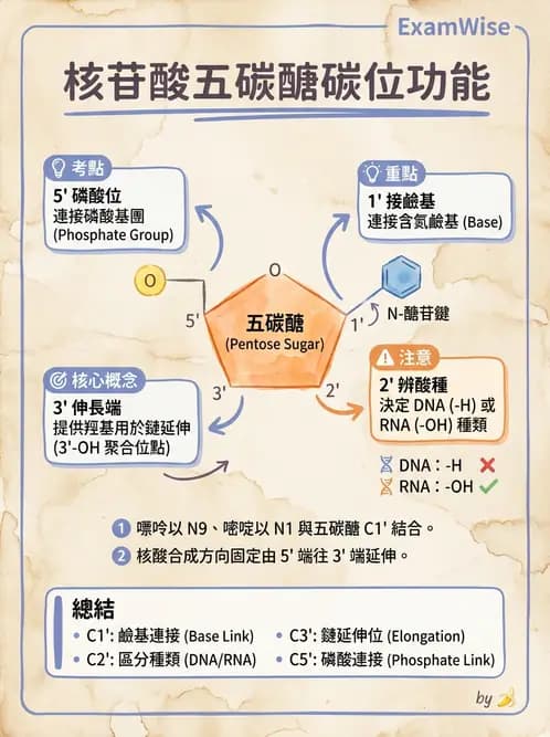 醫檢師 - 基礎分子生物學 - AI 圖文解析預覽