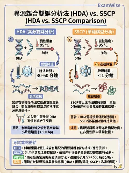 醫檢師 - 定序電泳與表觀分析 - AI 圖文解析預覽