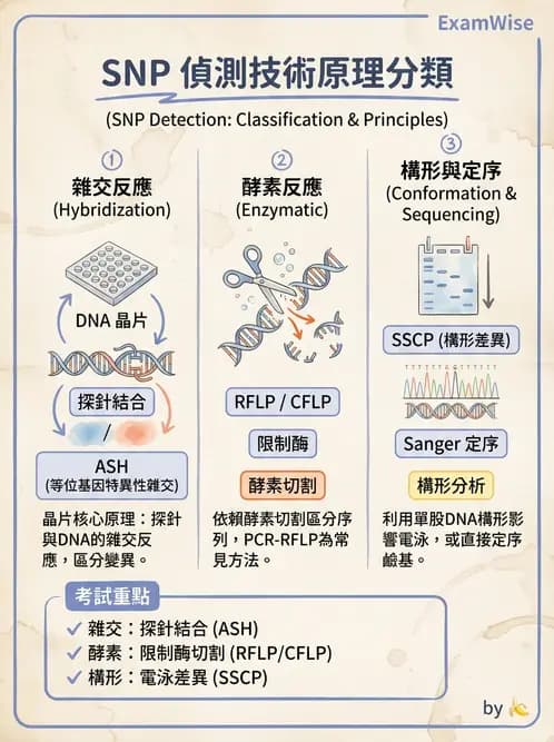 醫檢師 - 雜交探針與晶片技術 - AI 圖文解析預覽