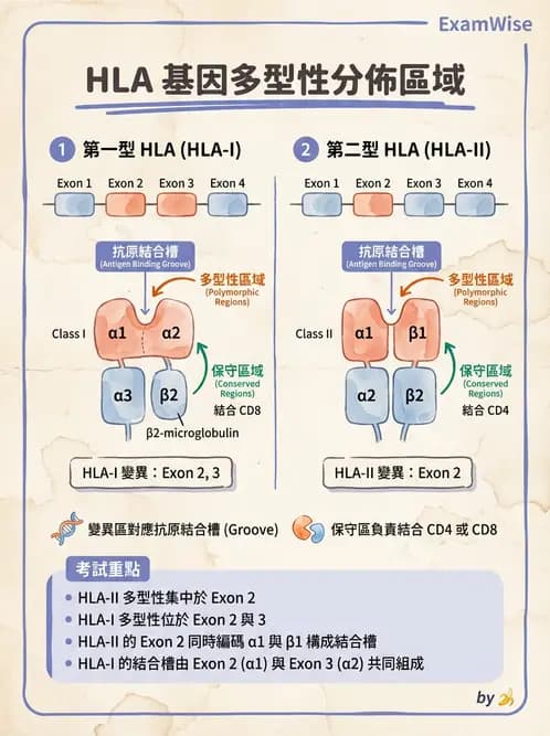 醫檢師 - 分子鑑定與應用技術 - AI 圖文解析預覽