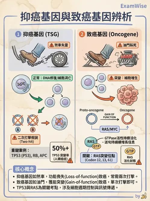 醫檢師 - 腫瘤疾病基因檢測 - AI 圖文解析預覽