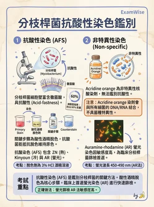 醫檢師 - 分枝桿菌 - AI 圖文解析預覽