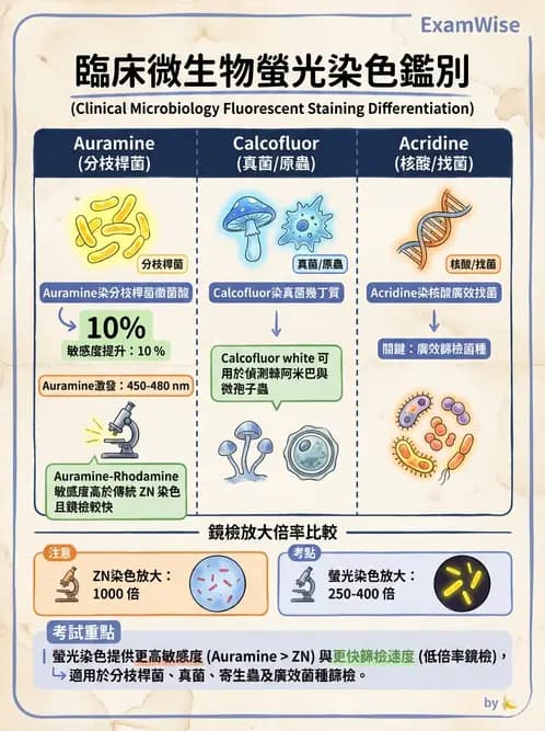 醫檢師 - 分枝桿菌 - AI 圖文解析預覽