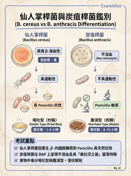 醫檢師 - 鏈球菌與其他革蘭氏陽性桿菌 - AI 圖文解析預覽