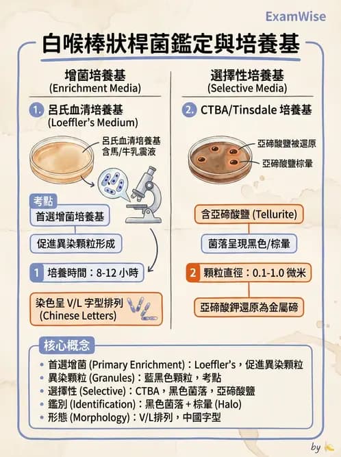 醫檢師 - 鏈球菌與其他革蘭氏陽性桿菌 - AI 圖文解析預覽