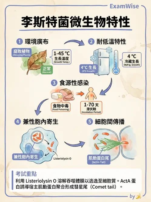 醫檢師 - 鏈球菌與其他革蘭氏陽性桿菌 - AI 圖文解析預覽