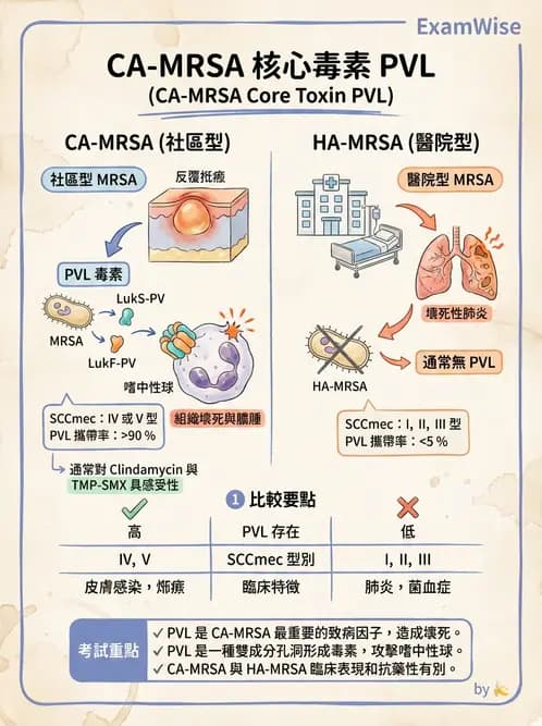 醫檢師 - 葡萄球菌與腸球菌 - AI 圖文解析預覽