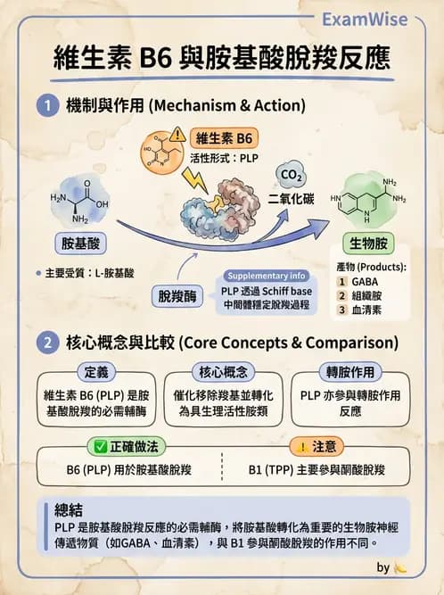 醫檢師 - 腸內菌鑑別方法與培養基 - AI 圖文解析預覽