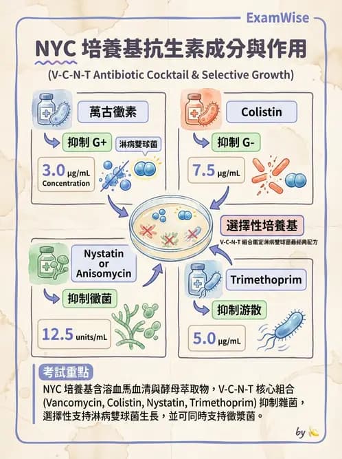 醫檢師 - 奈瑟菌與挑剔性革蘭氏陰性菌 - AI 圖文解析預覽