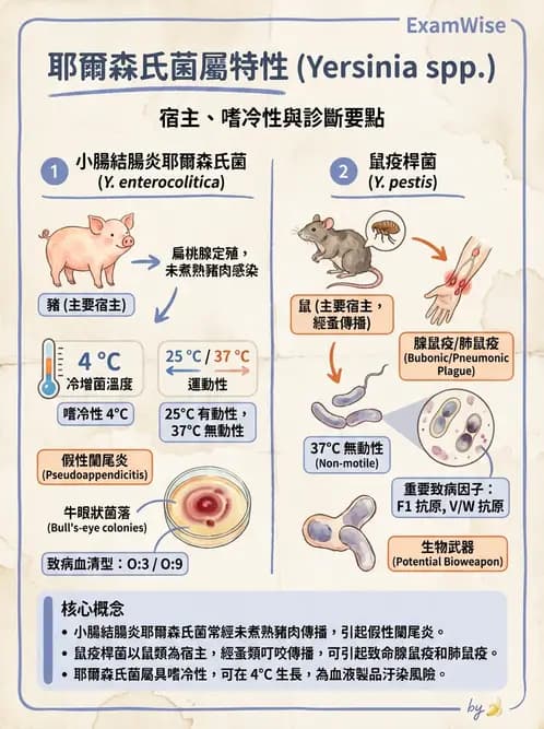 醫檢師 - 其他腸內菌科 - AI 圖文解析預覽