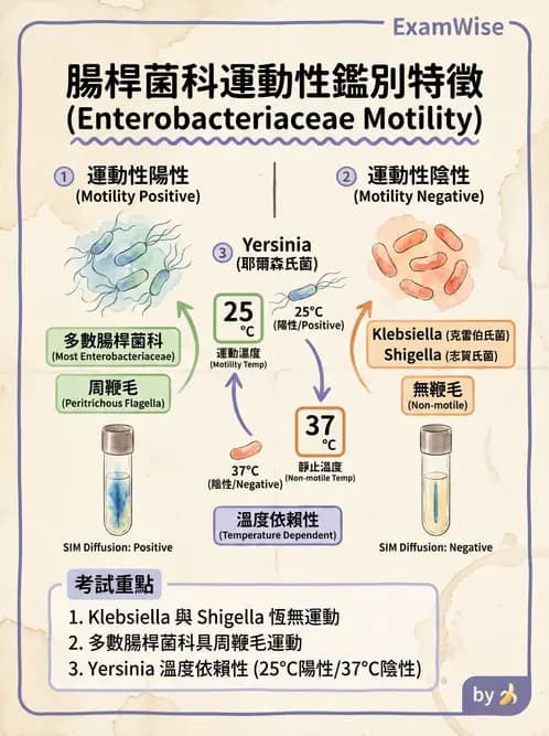 醫檢師 - 其他腸內菌科 - AI 圖文解析預覽