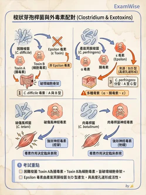 醫檢師 - 厭氧菌 - AI 圖文解析預覽