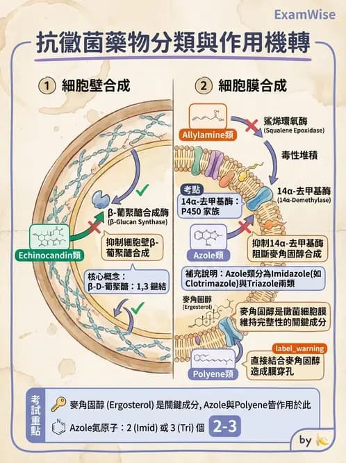 醫檢師 - 真菌診斷與治療 - AI 圖文解析預覽