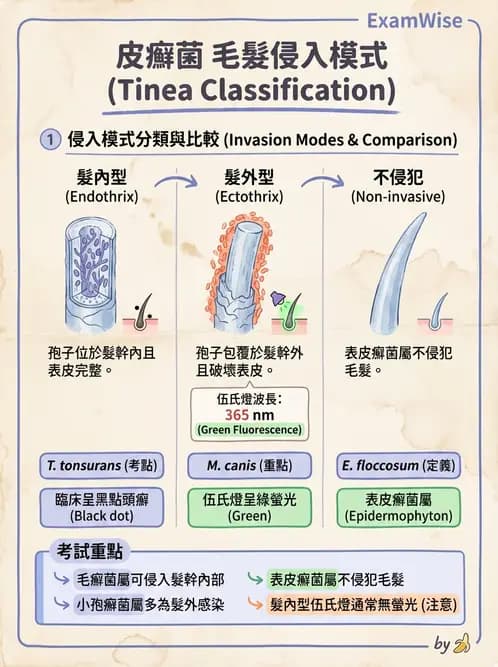 醫檢師 - 皮膚與皮下真菌感染 - AI 圖文解析預覽