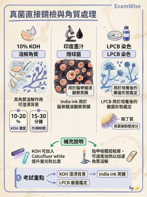 醫檢師 - 真菌診斷與治療 - AI 圖文解析預覽