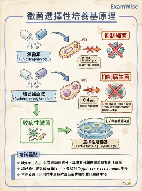 醫檢師 - 真菌診斷與治療 - AI 圖文解析預覽