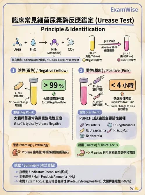 醫檢師 - 腸內菌鑑別方法與培養基 - AI 圖文解析預覽