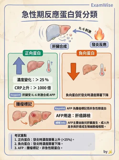 醫檢師 - 血清蛋白與蛋白質檢測 - AI 圖文解析預覽