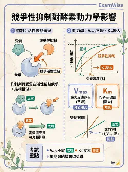 醫檢師 - 臨床酵素學基礎 - AI 圖文解析預覽