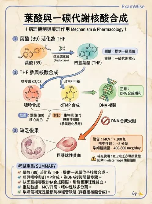 醫檢師 - 維生素 - AI 圖文解析預覽