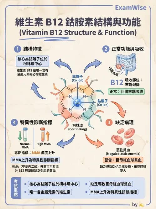 醫檢師 - 電解質與微量元素 - AI 圖文解析預覽