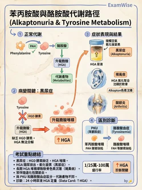 醫檢師 - 胺基酸代謝與先天性疾病 - AI 圖文解析預覽