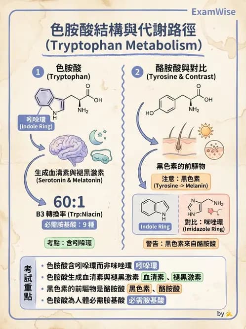 醫檢師 - 胺基酸代謝與先天性疾病 - AI 圖文解析預覽