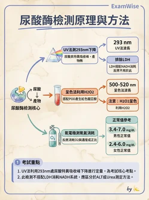 醫檢師 - 腎臟機能與代謝評估 - AI 圖文解析預覽
