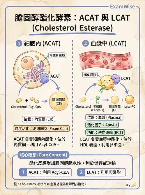 醫檢師 - 脂質代謝與酮體 - AI 圖文解析預覽