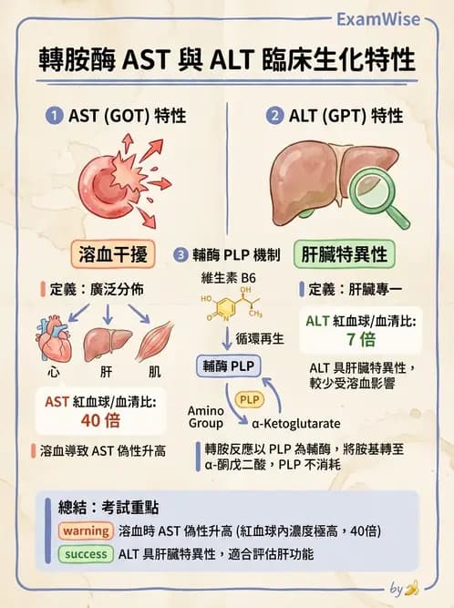 醫檢師 - 肝臟機能與胰臟酵素 - AI 圖文解析預覽