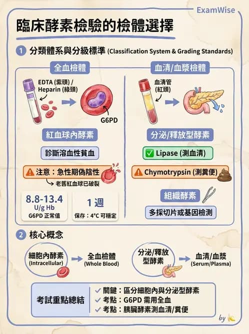 醫檢師 - 臨床酵素學基礎 - AI 圖文解析預覽