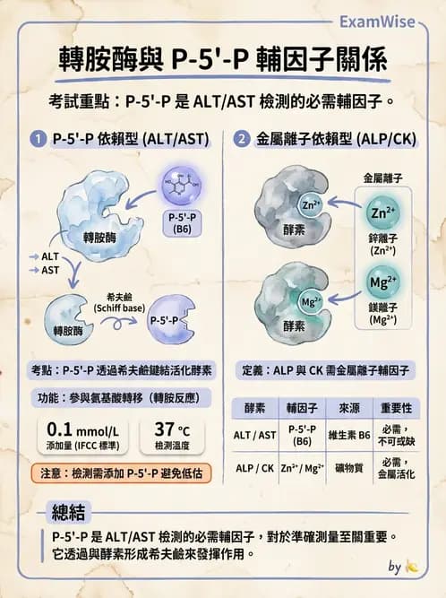 醫檢師 - 臨床酵素學基礎 - AI 圖文解析預覽