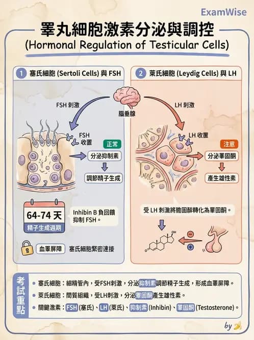 醫檢師 - 腎上腺與生殖內分泌 - AI 圖文解析預覽