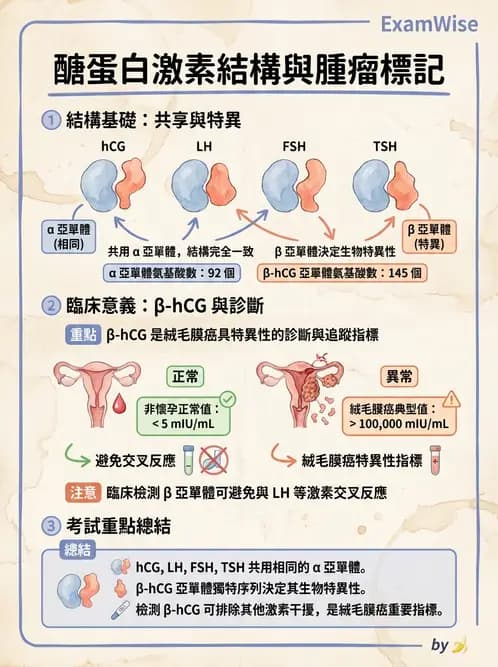醫檢師 - 腫瘤標誌 - AI 圖文解析預覽