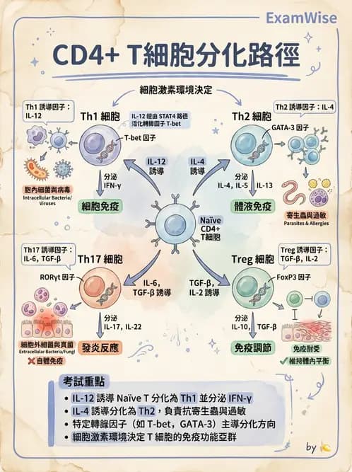 醫檢師 - T細胞發育與功能 - AI 圖文解析預覽