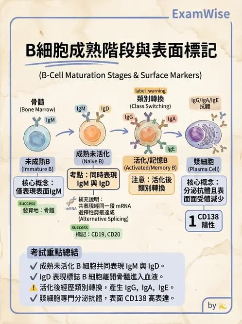 醫檢師 - B細胞發育與抗體生成 - AI 圖文解析預覽