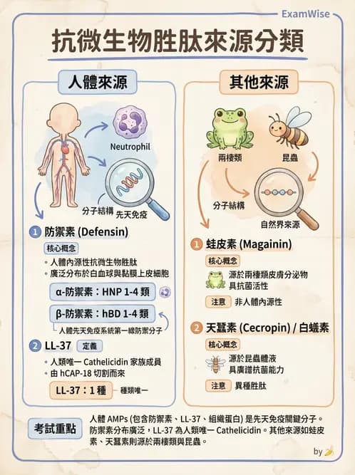 醫檢師 - 先天免疫與補體系統 - AI 圖文解析預覽