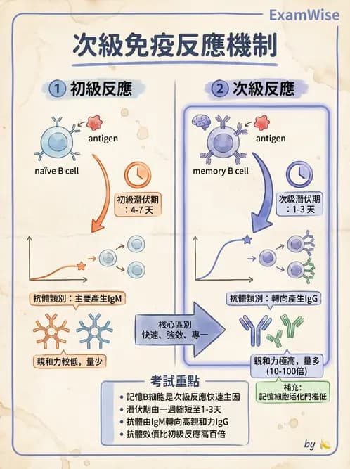 醫檢師 - B細胞發育與抗體生成 - AI 圖文解析預覽