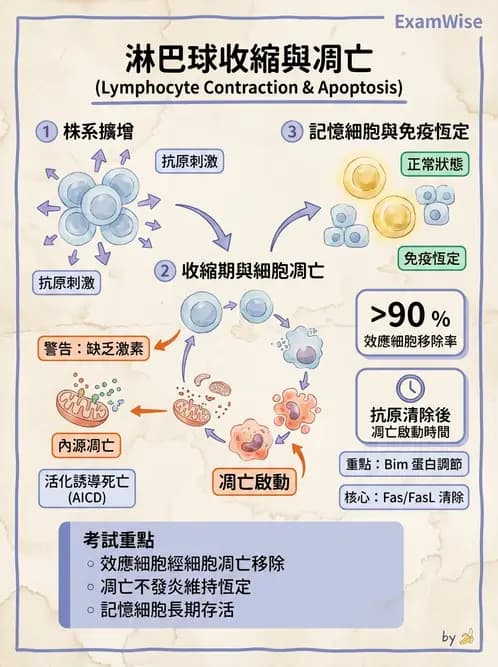 醫檢師 - T細胞發育與功能 - AI 圖文解析預覽