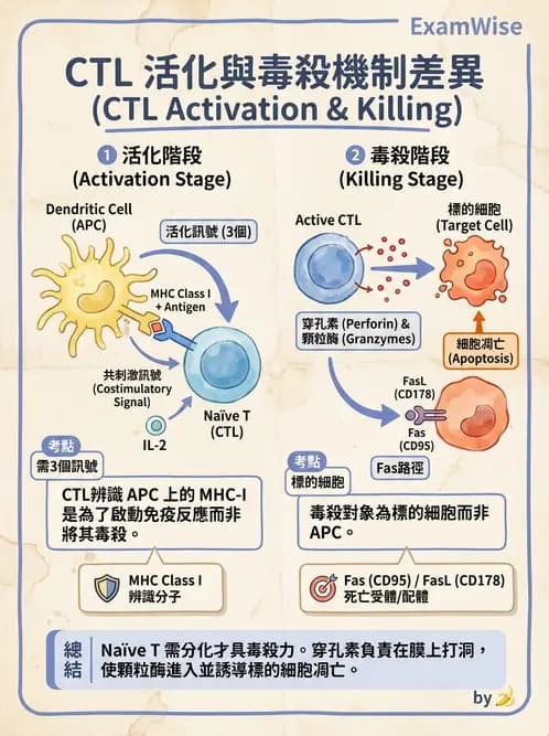 醫檢師 - T細胞發育與功能 - AI 圖文解析預覽