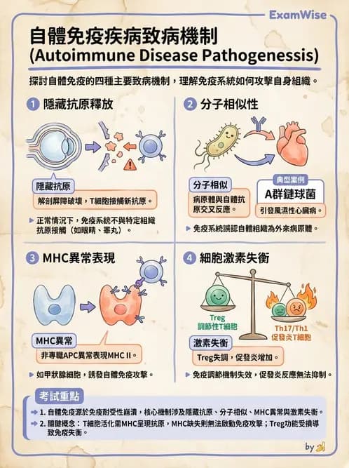 醫檢師 - 其他自體免疫疾病與自體抗體檢驗 - AI 圖文解析預覽